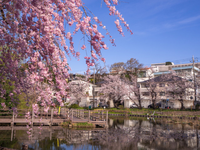 白幡池公園